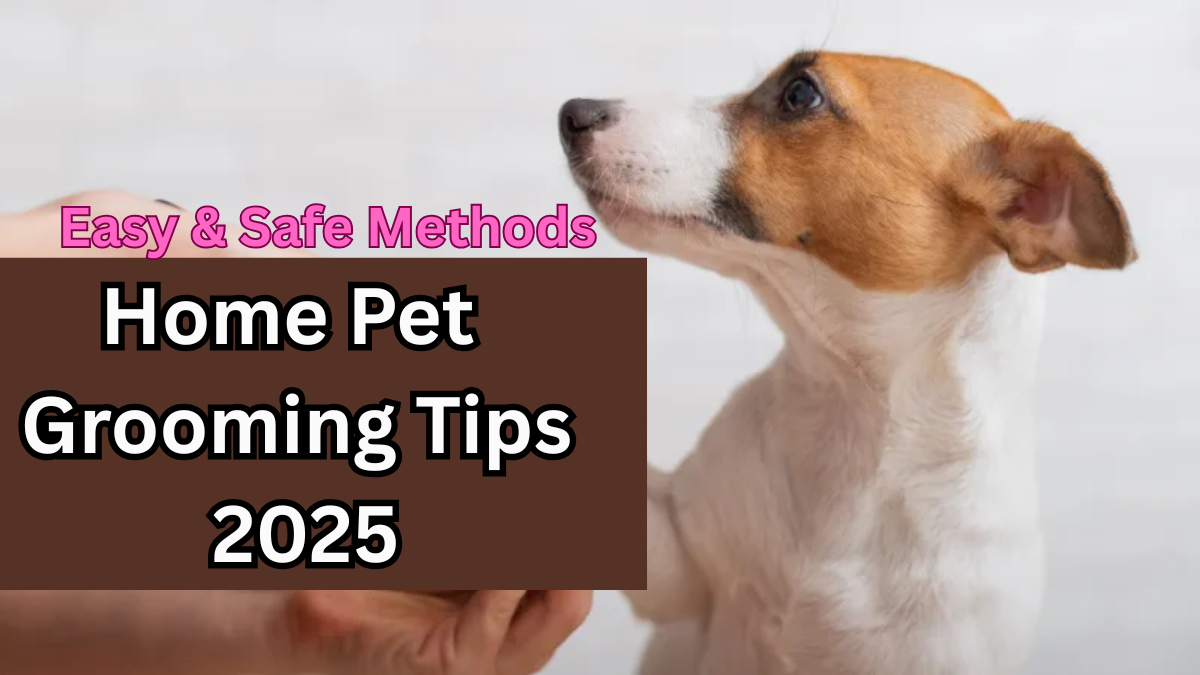 Home Pet Grooming Tips 2025 – Easy & Safe Methods
